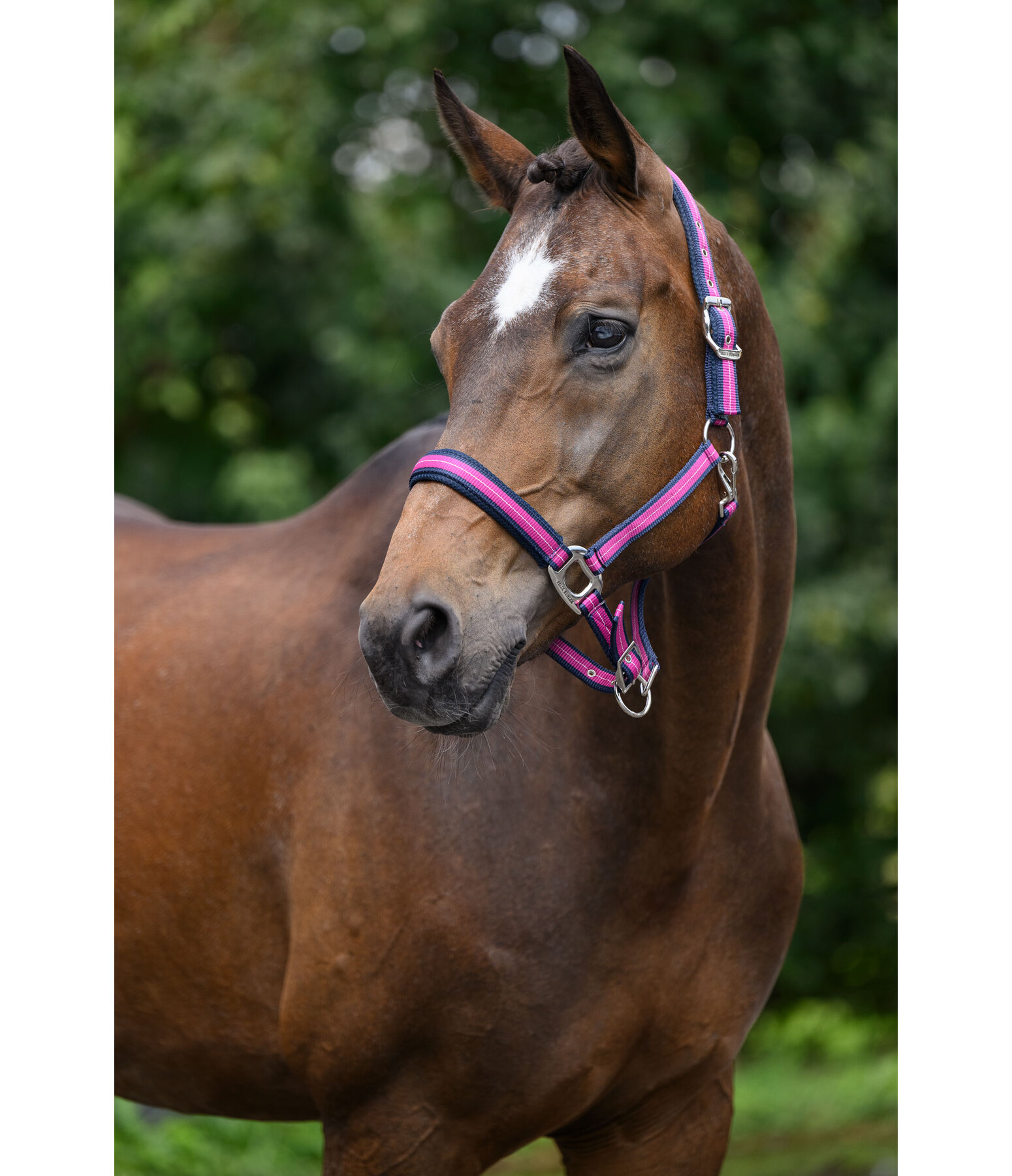 halster Swiss Design II