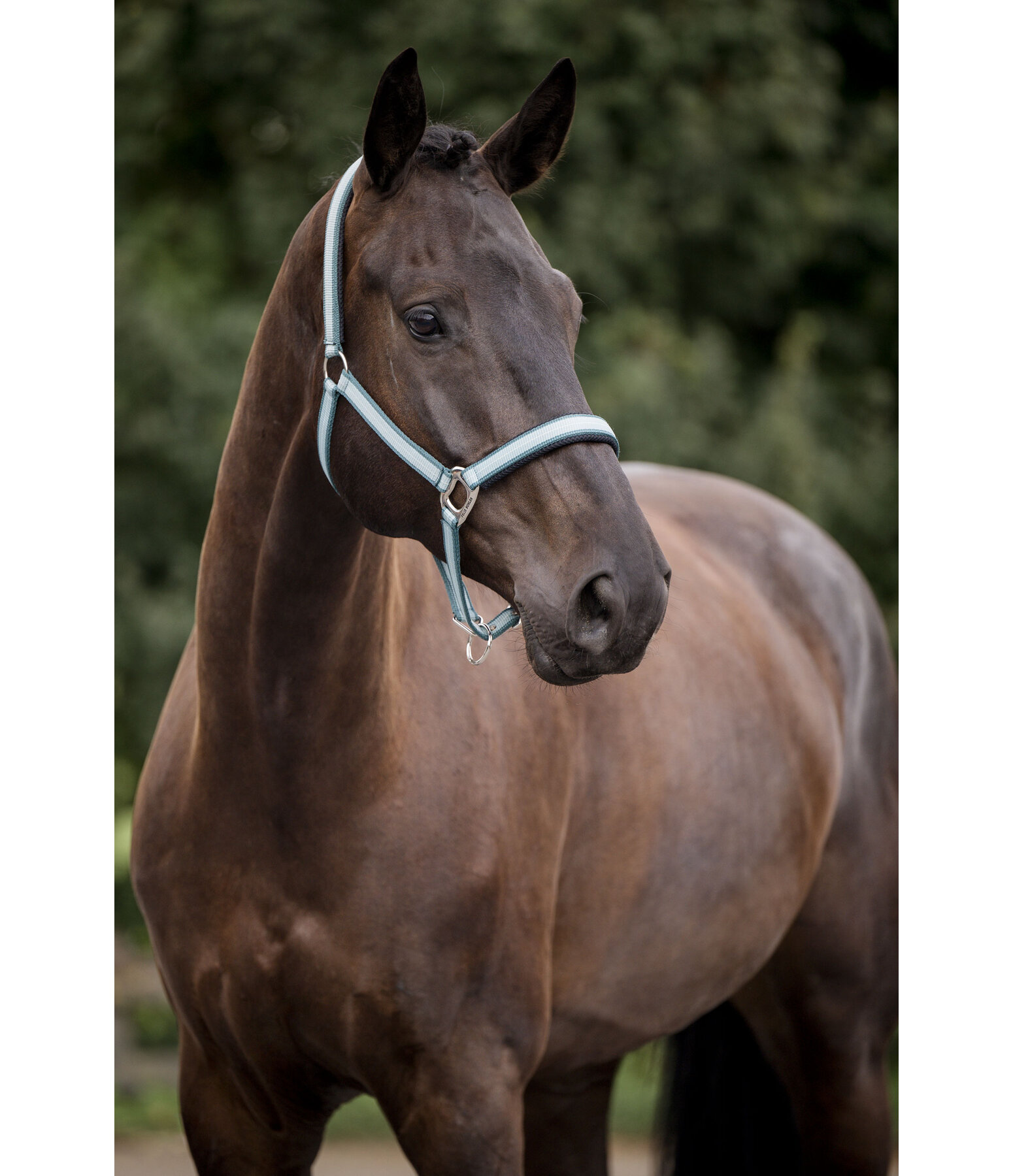 halster Swiss Design II