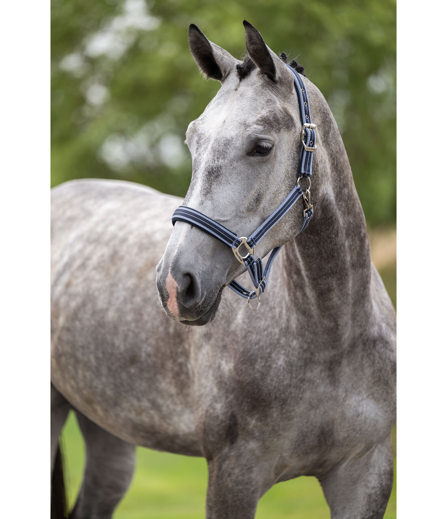 halster Swiss Design II