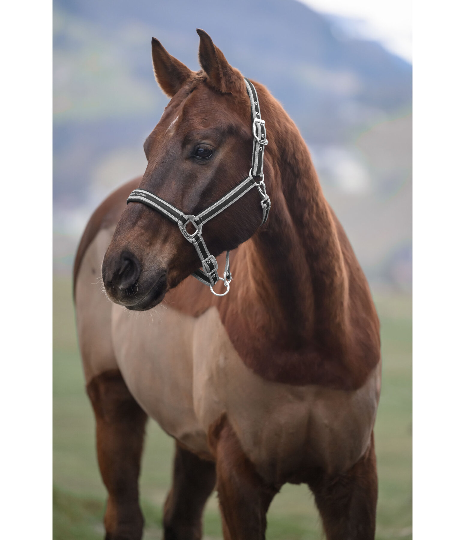 halster Essential II