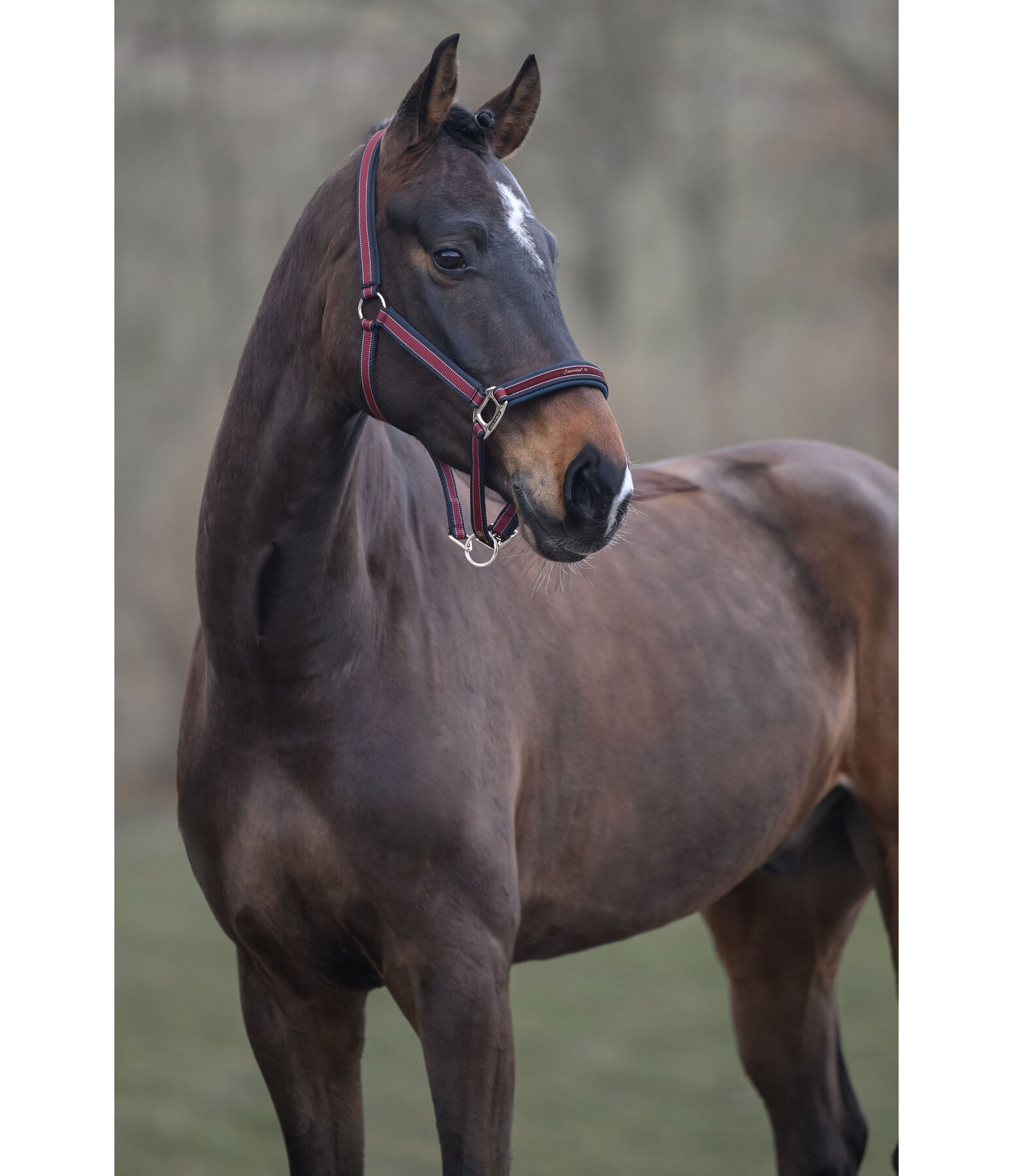 halster Essential II