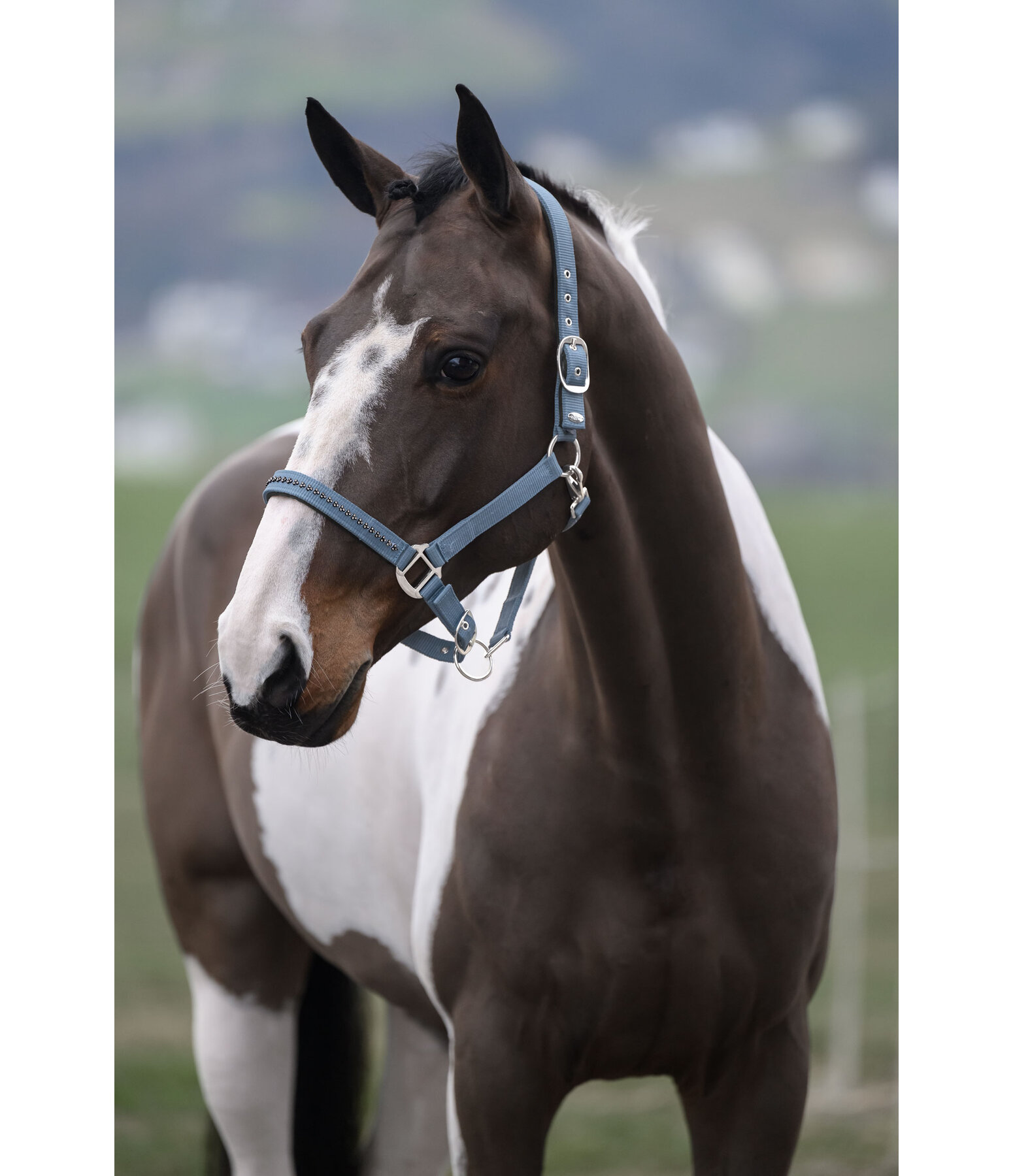 halster Twinkle