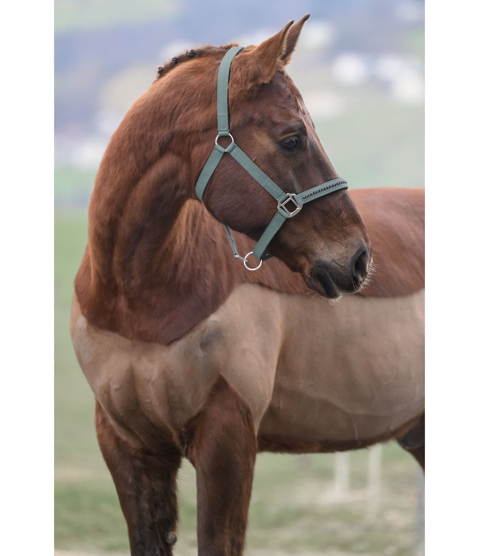 halster Twinkle