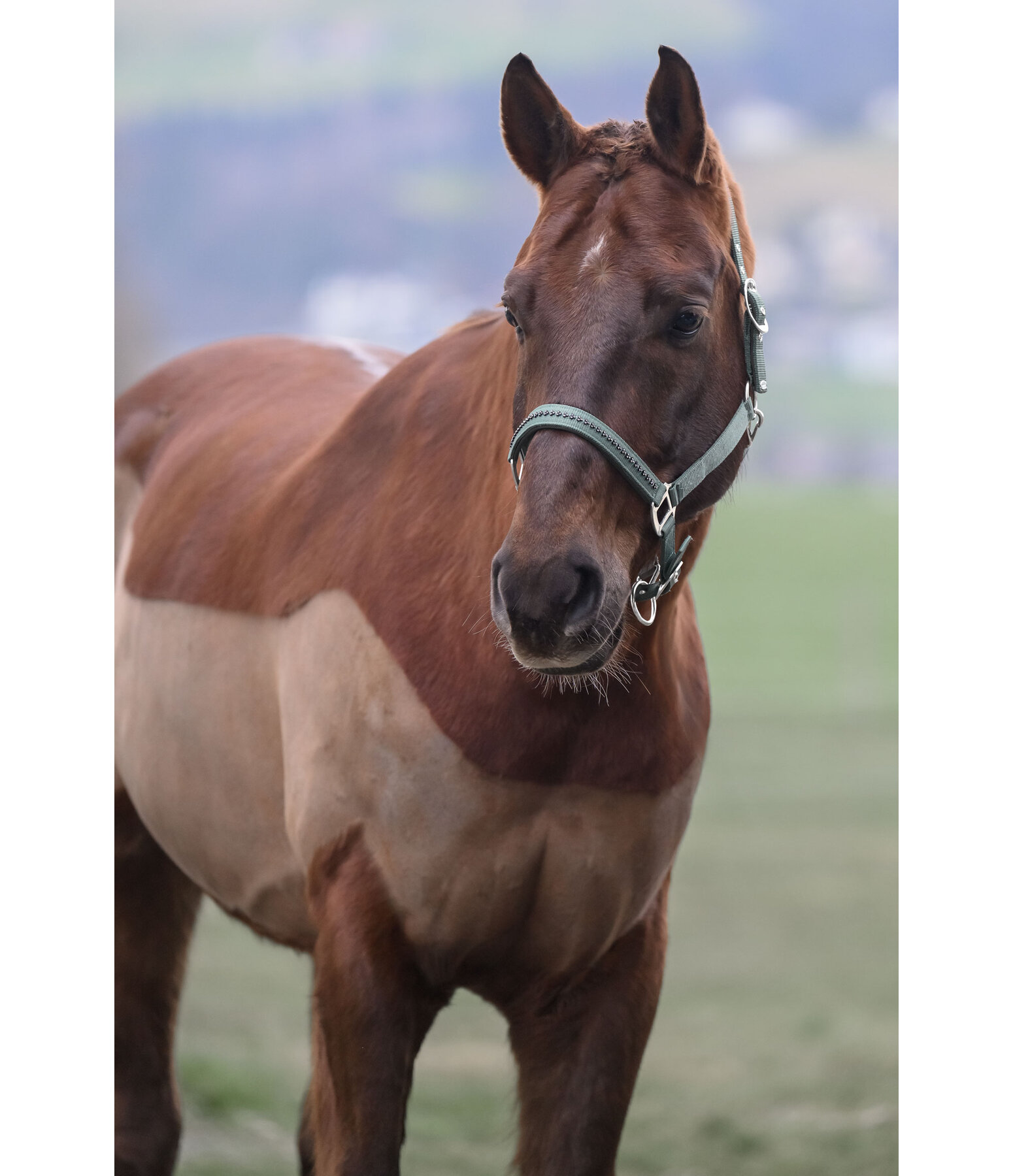 halster Twinkle