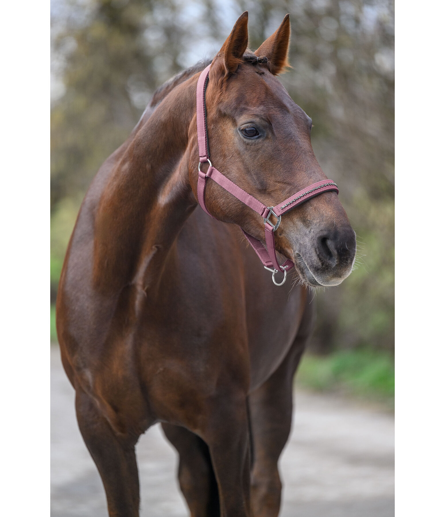halster Twinkle