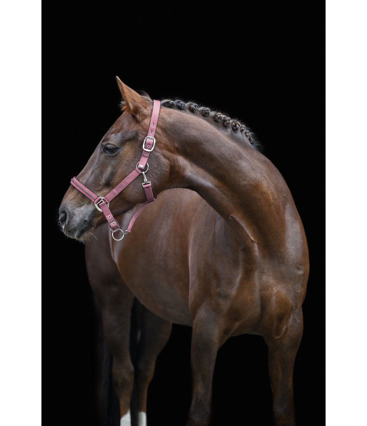 halster Twinkle