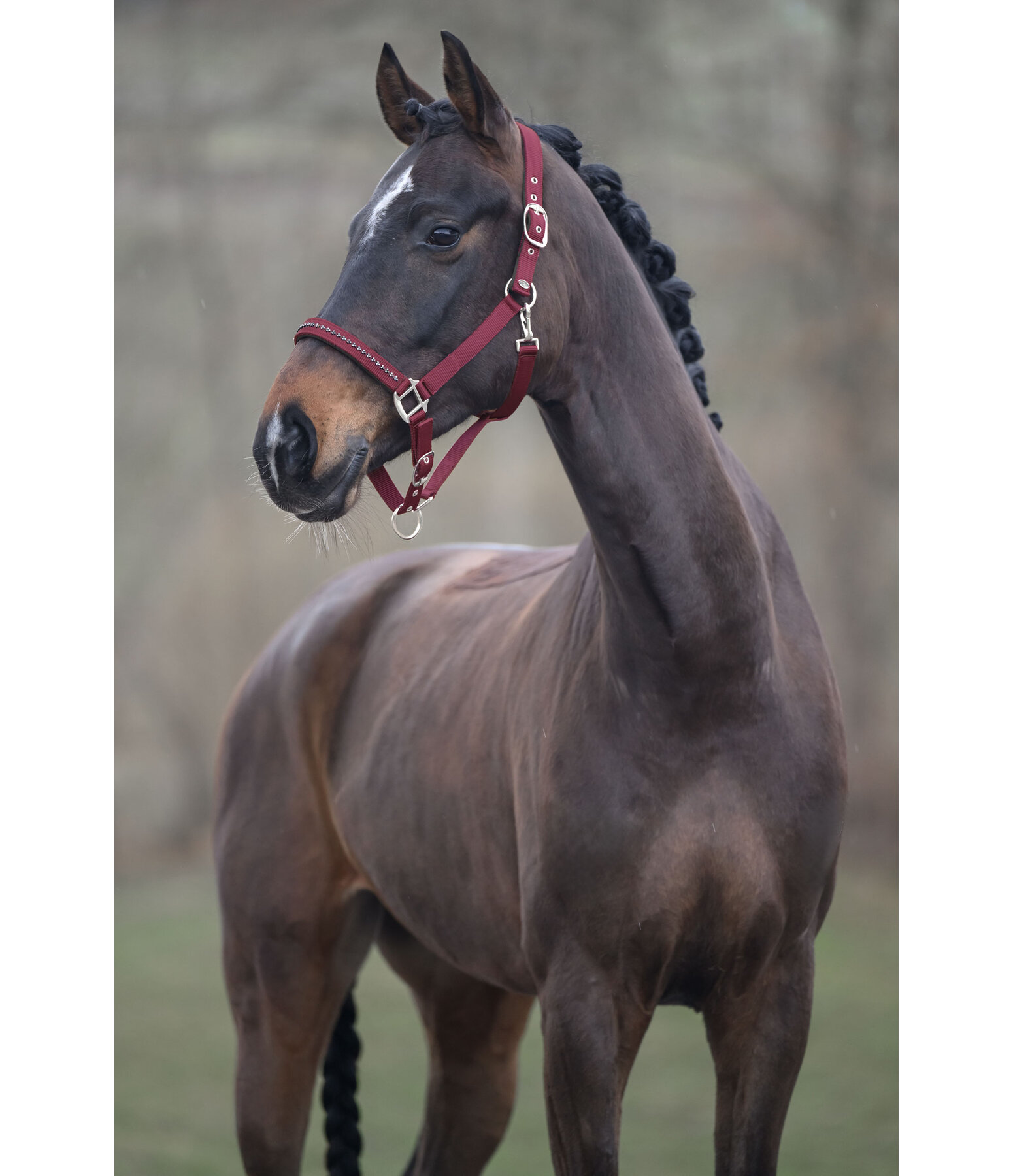 halster Twinkle