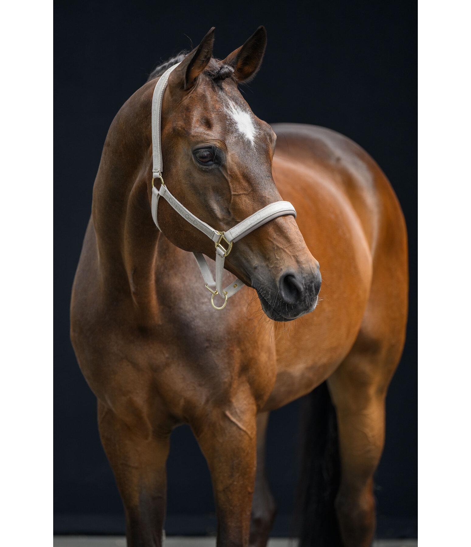 halster Signature III