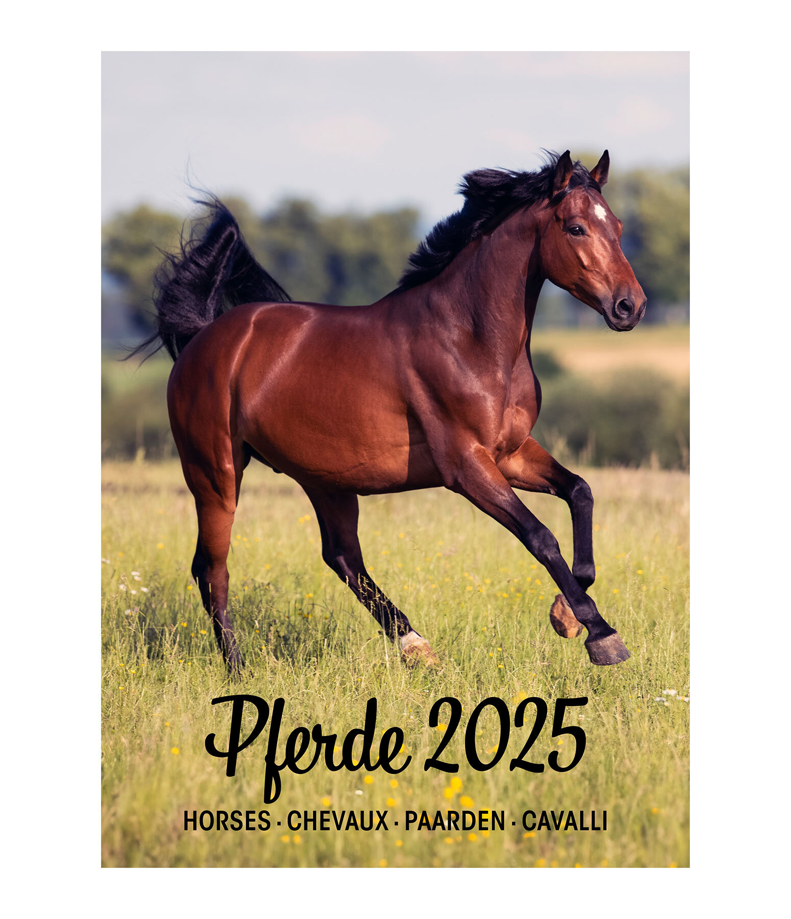 Paardenkalender 2026