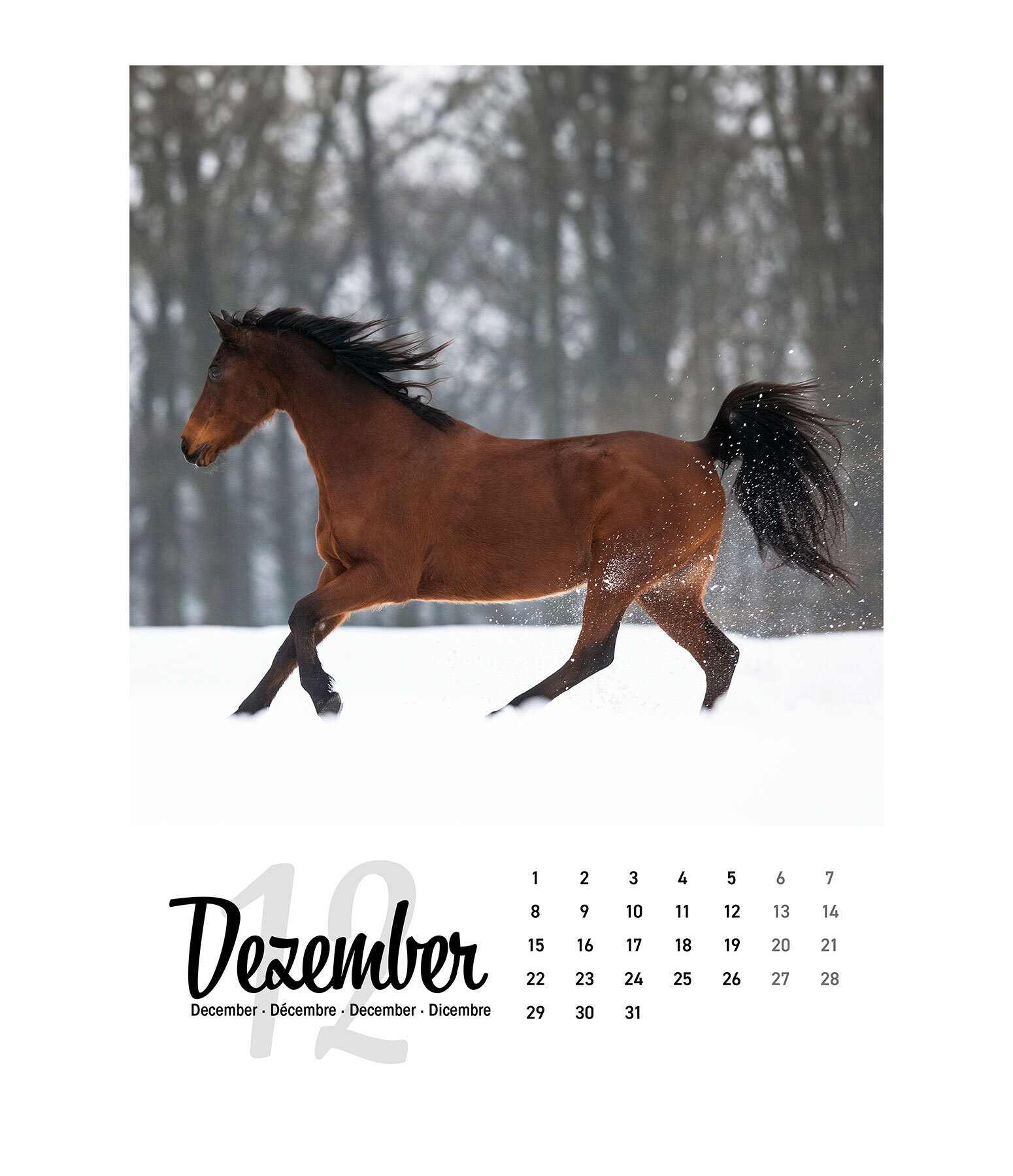 Paardenkalender 2026
