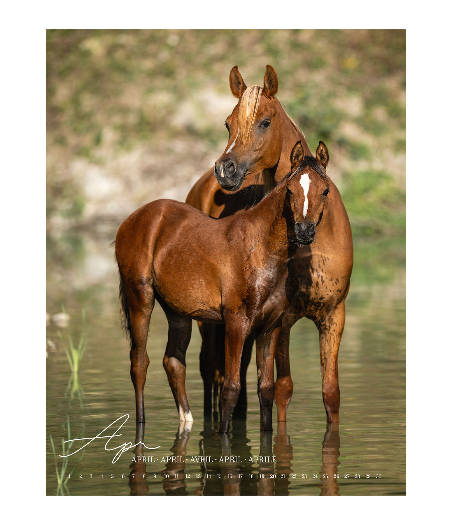 Kalender paardenliefde 2025