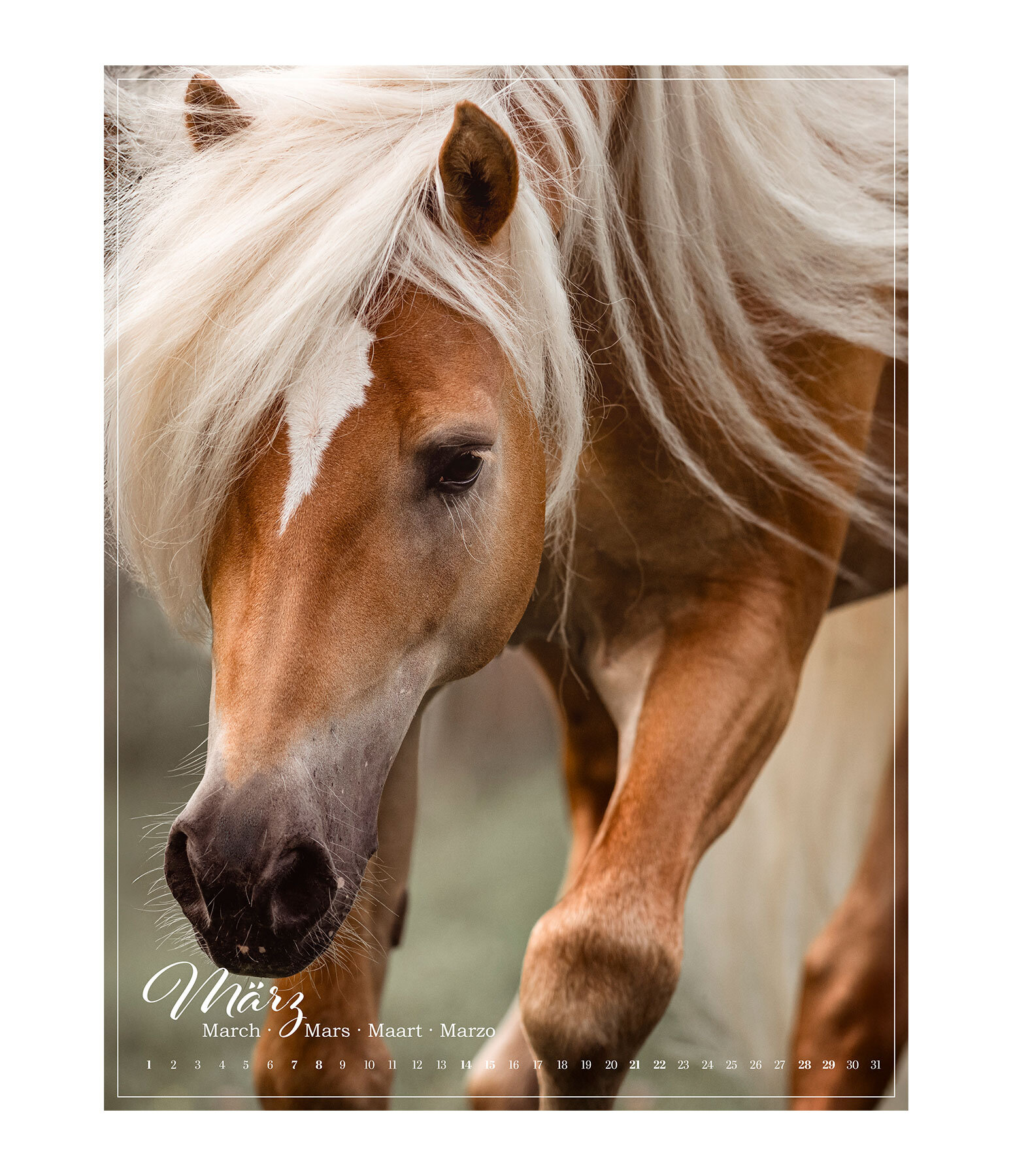 Pony kalender 2025