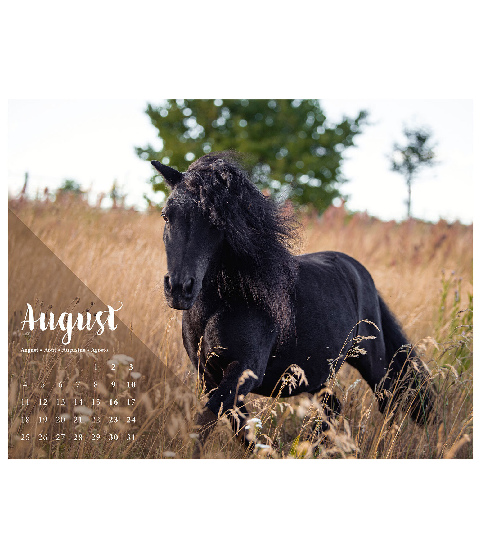 Pony kalender 2024 Kalenders Kramer Paardensport