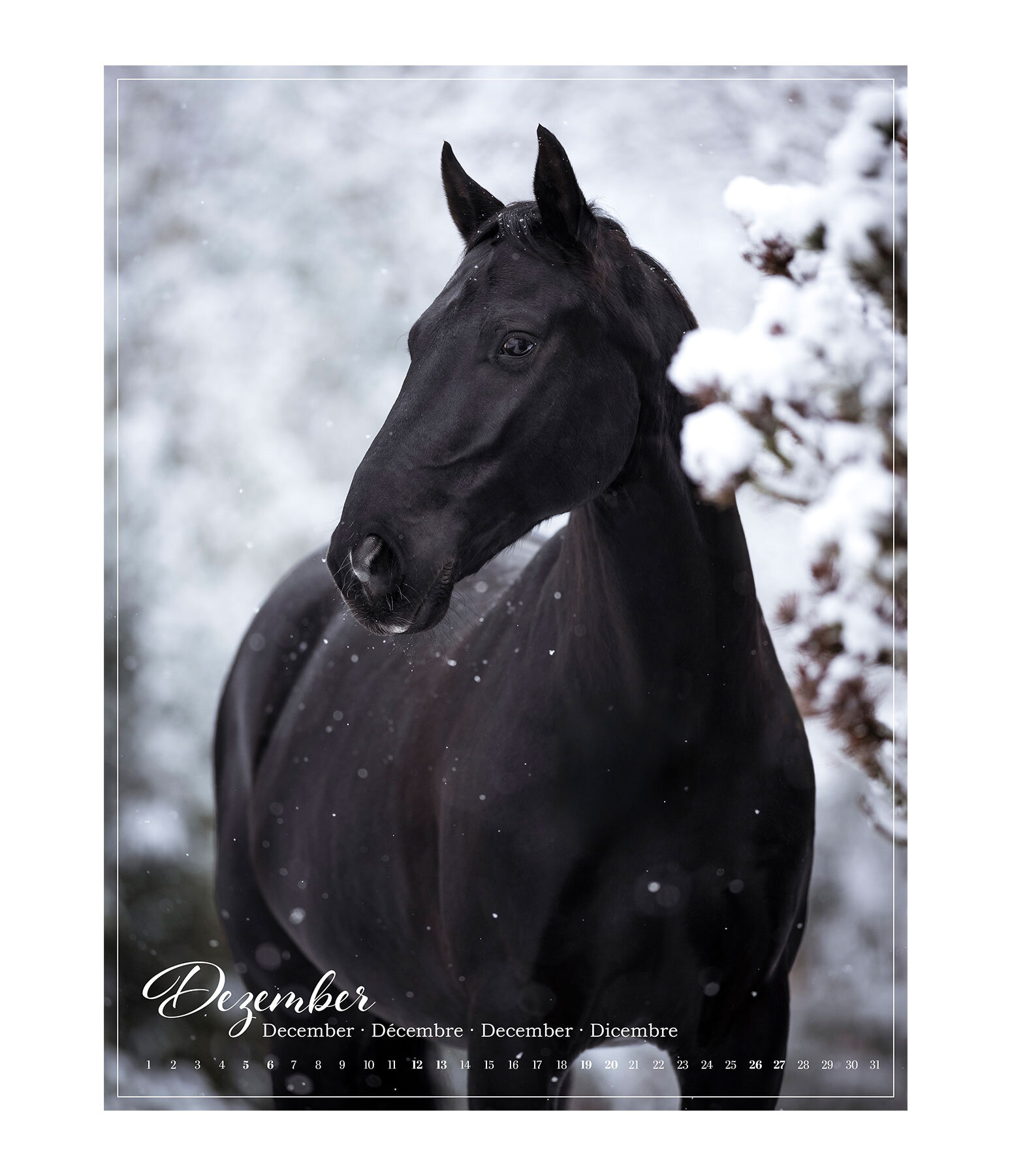 Pony kalender 2025