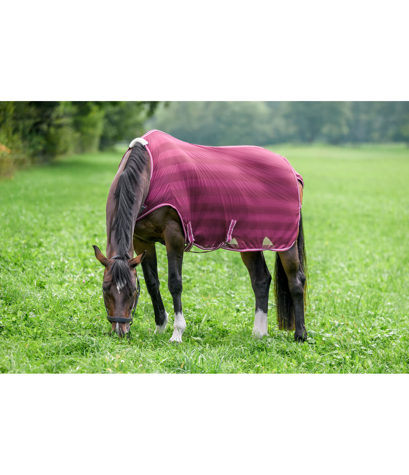 vliegenbeschermende Walker Economy Light