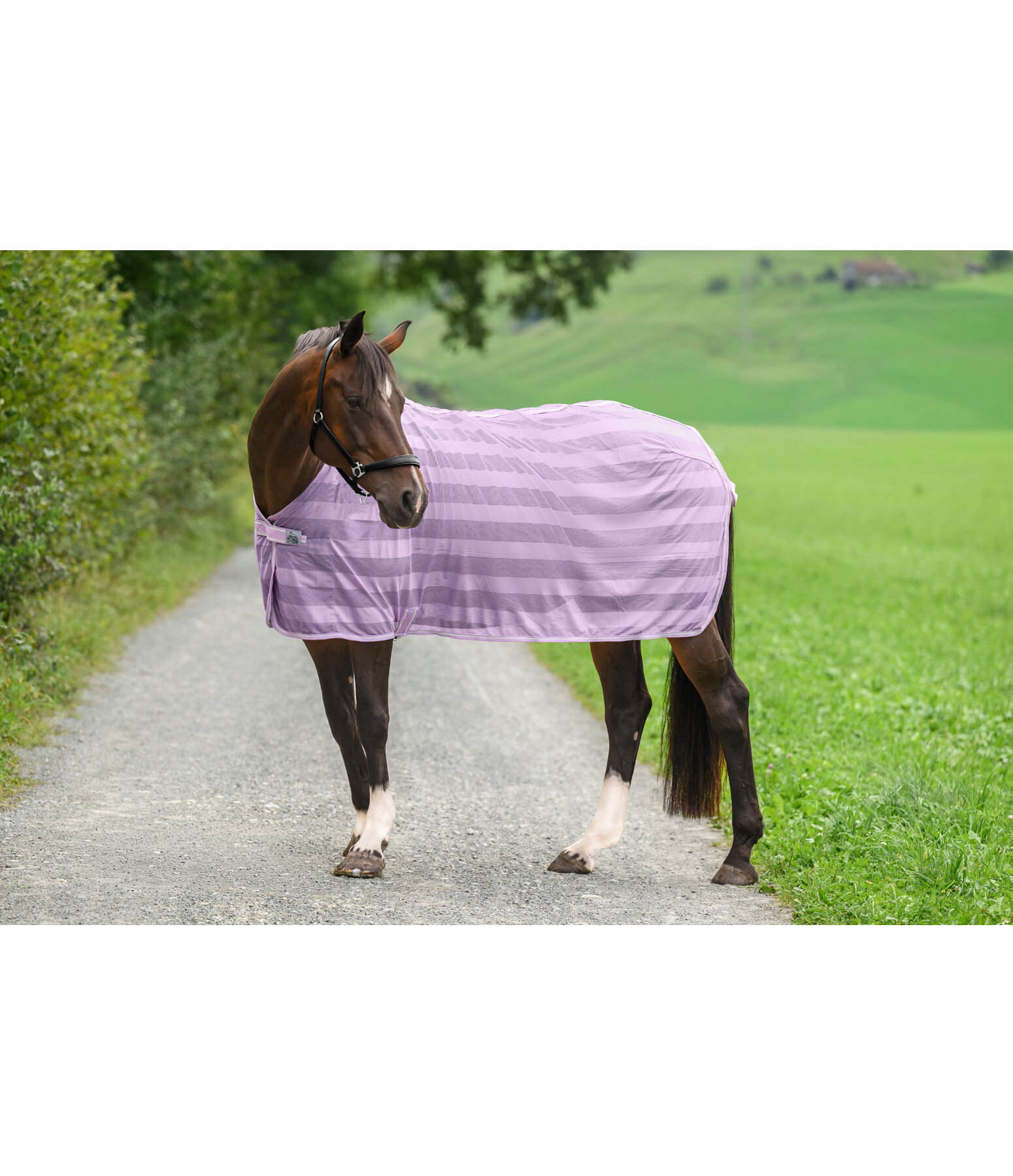 vliegendeken Economy Light