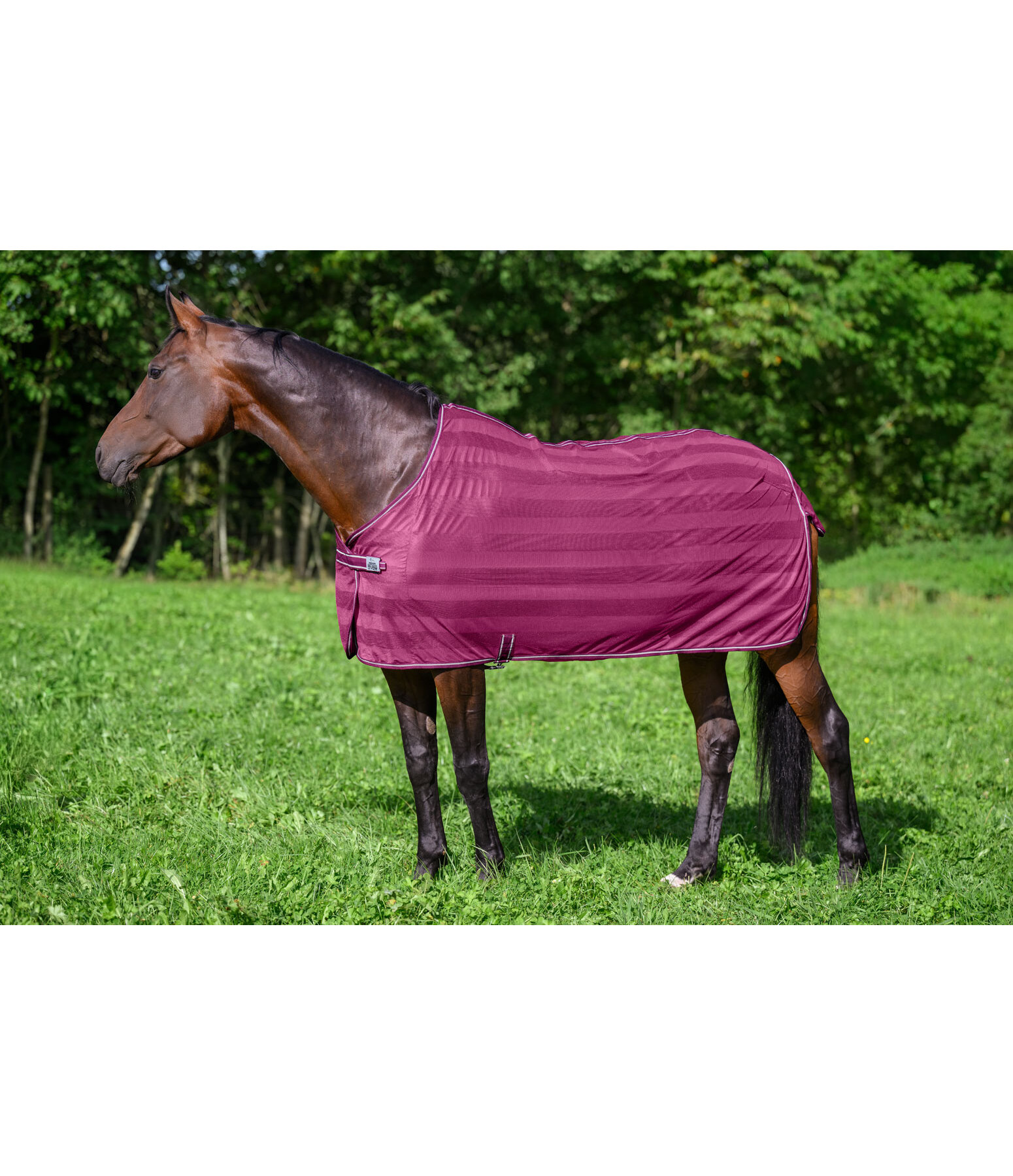 vliegendeken Economy Light