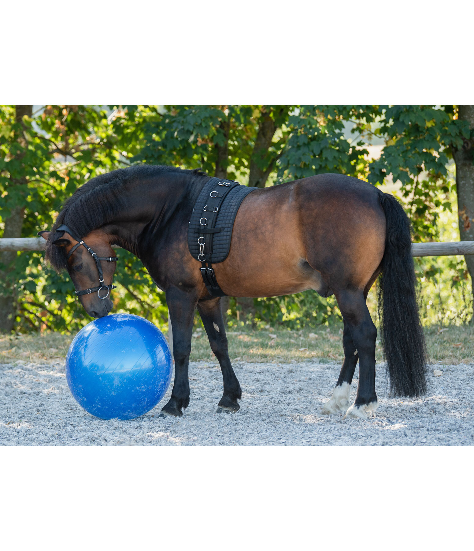 grote paardenspeelbal