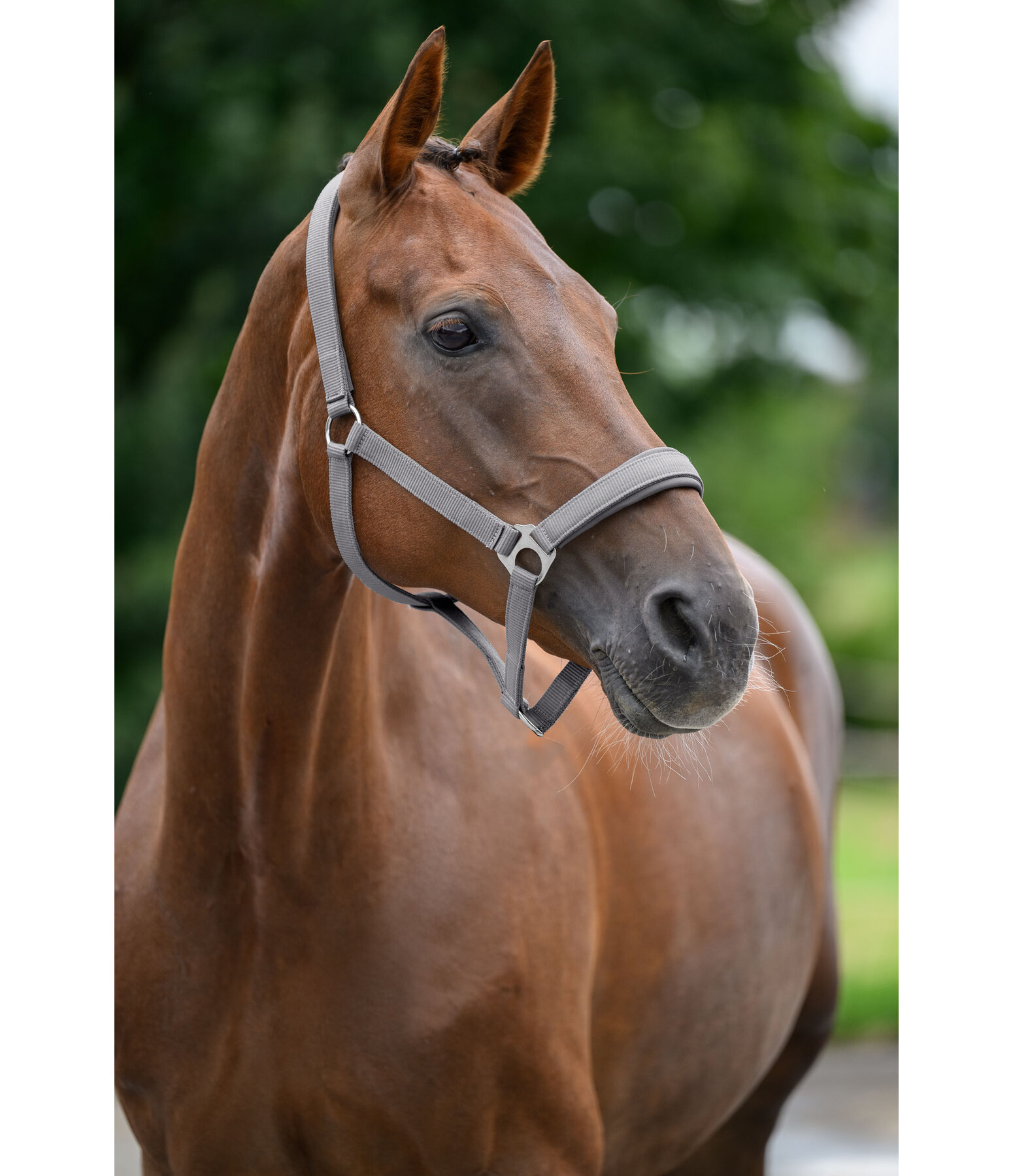 halster supervoordelig II