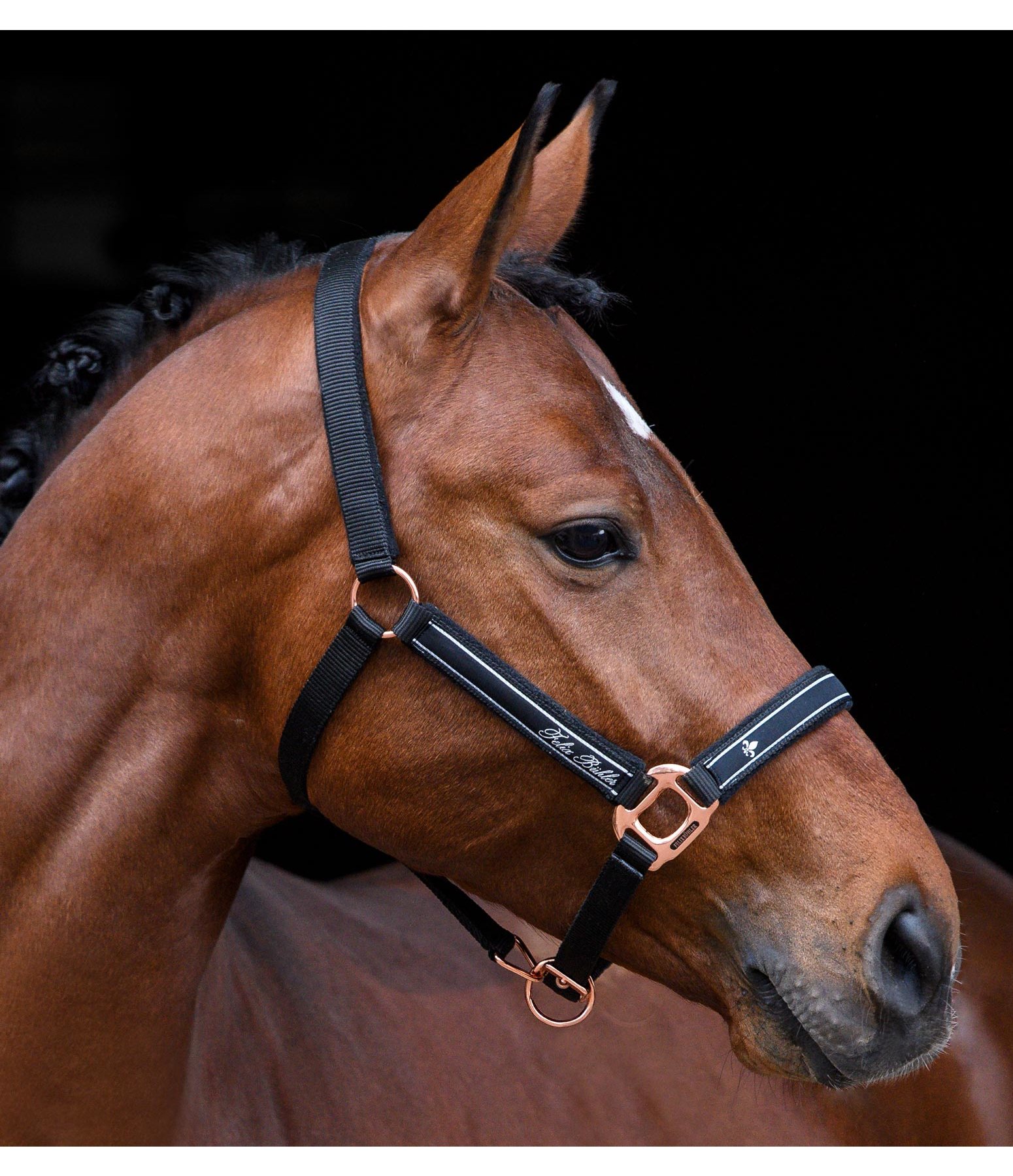 halster - Kramer Paardensport