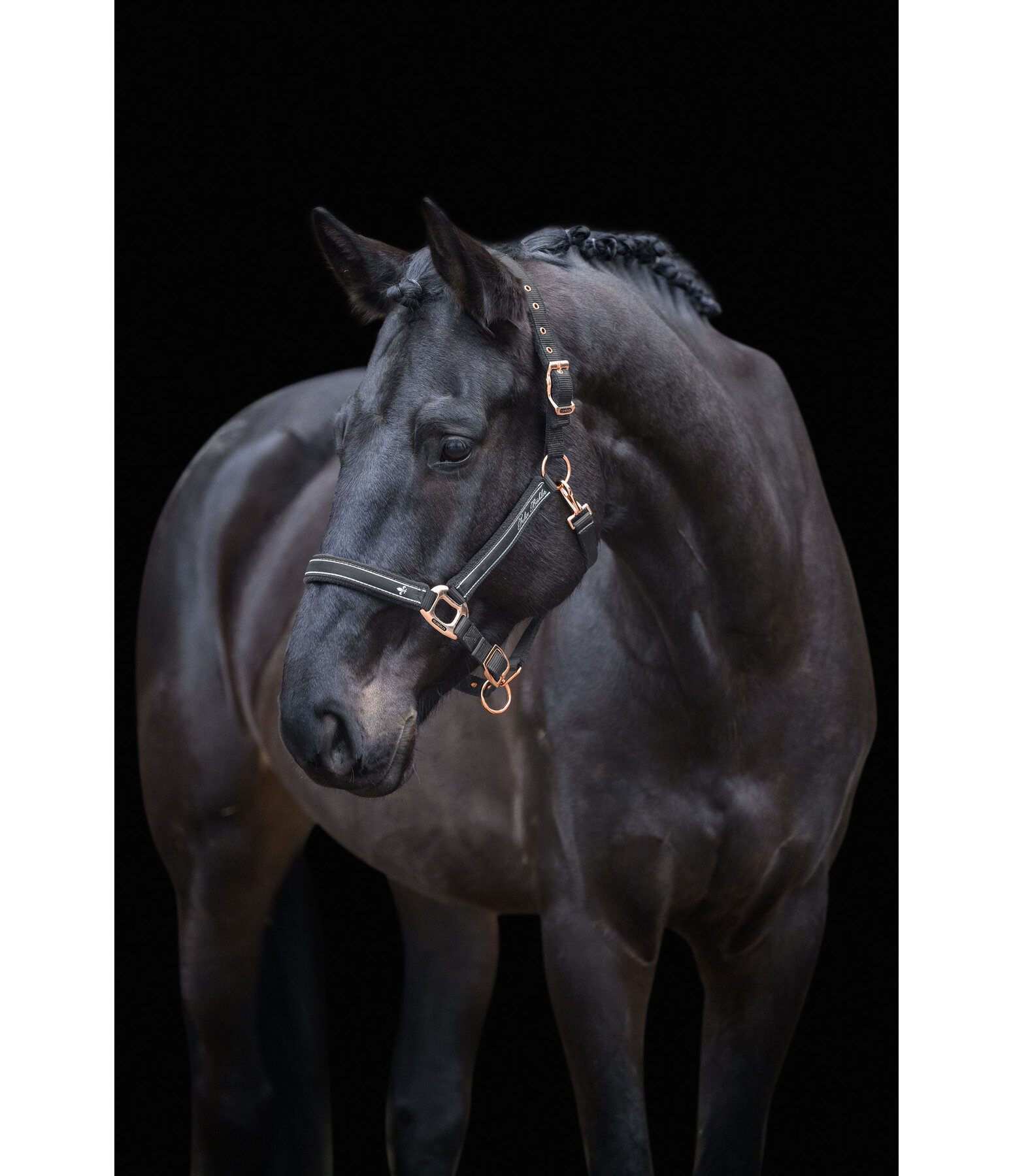 halster Glamorous