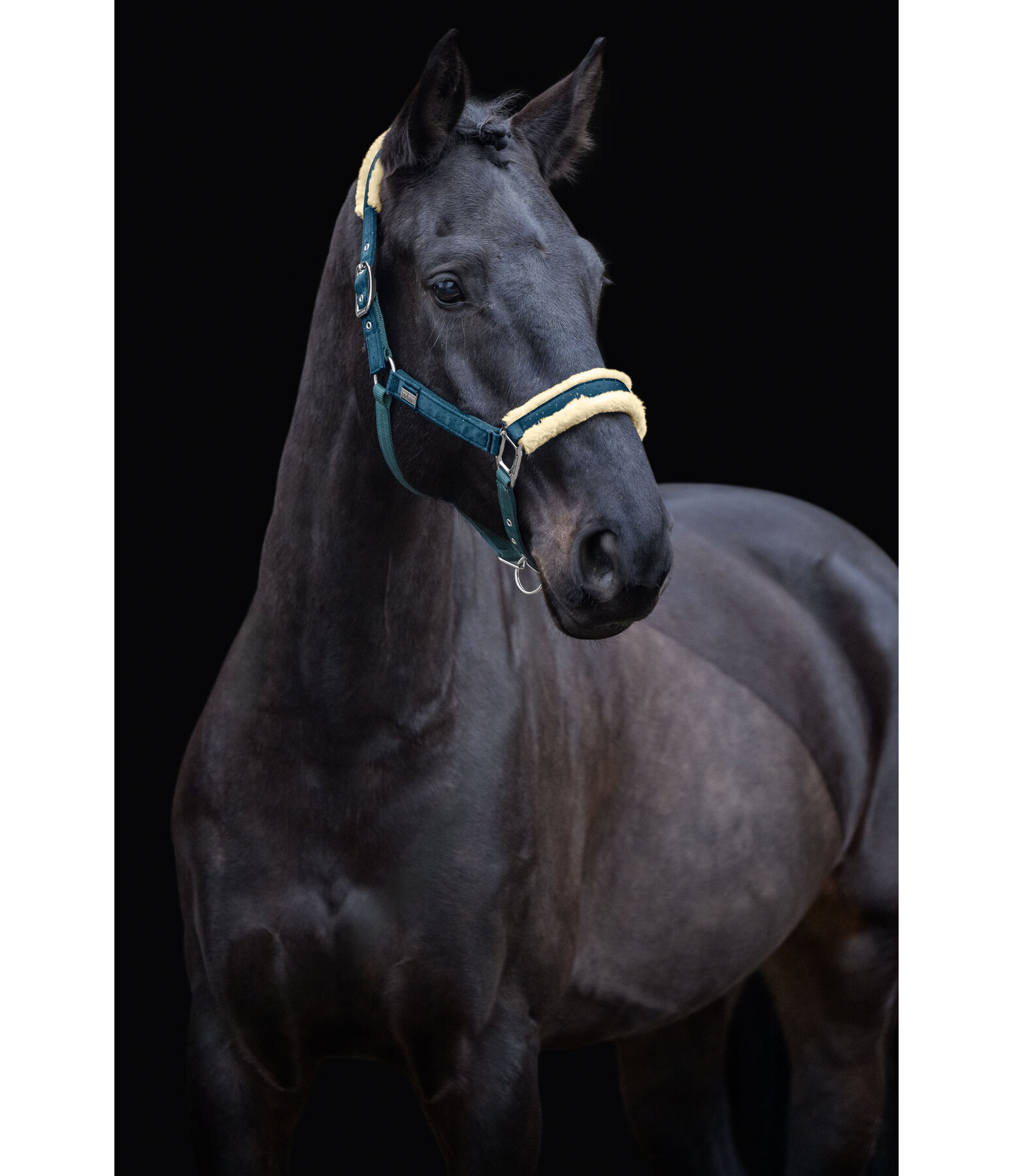 halster Sparkling II