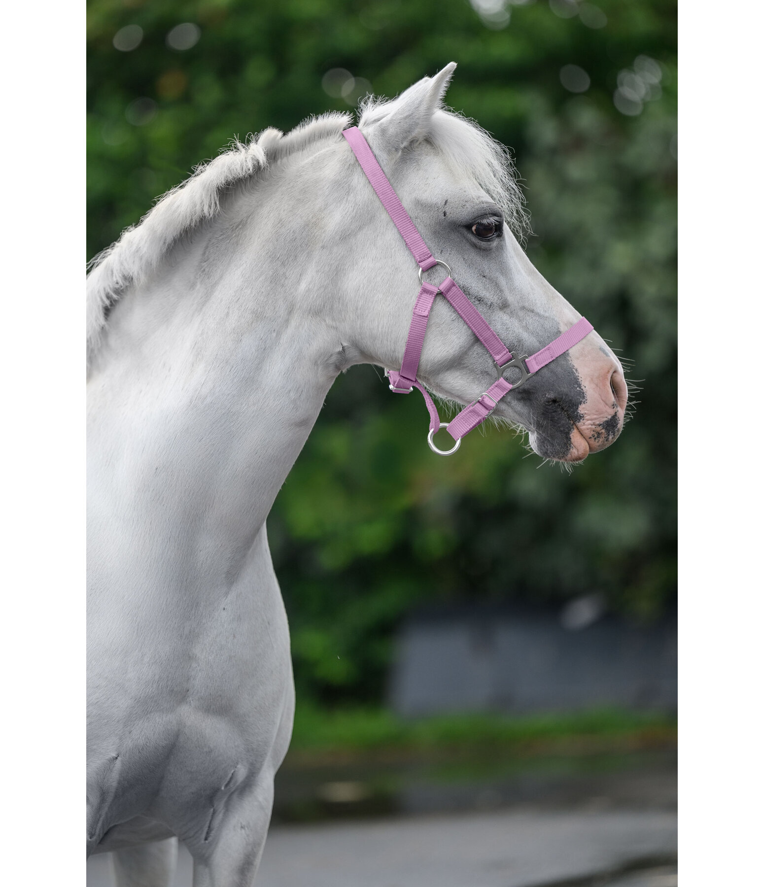 veulen- en shettyhalster Grow With You