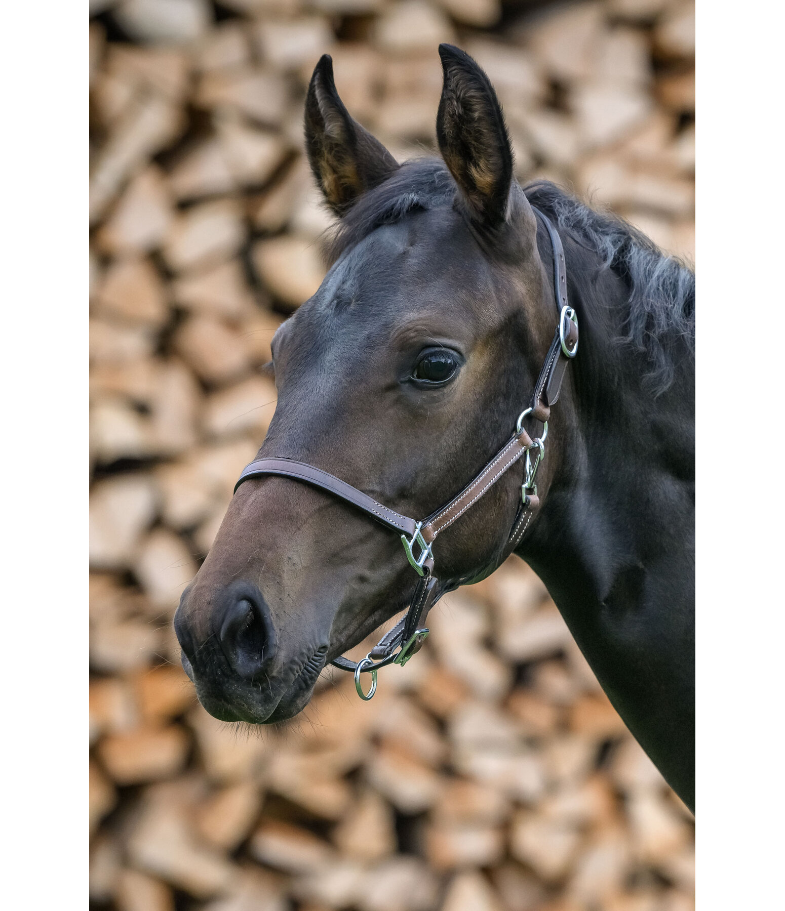 veulen lederen halster Classic