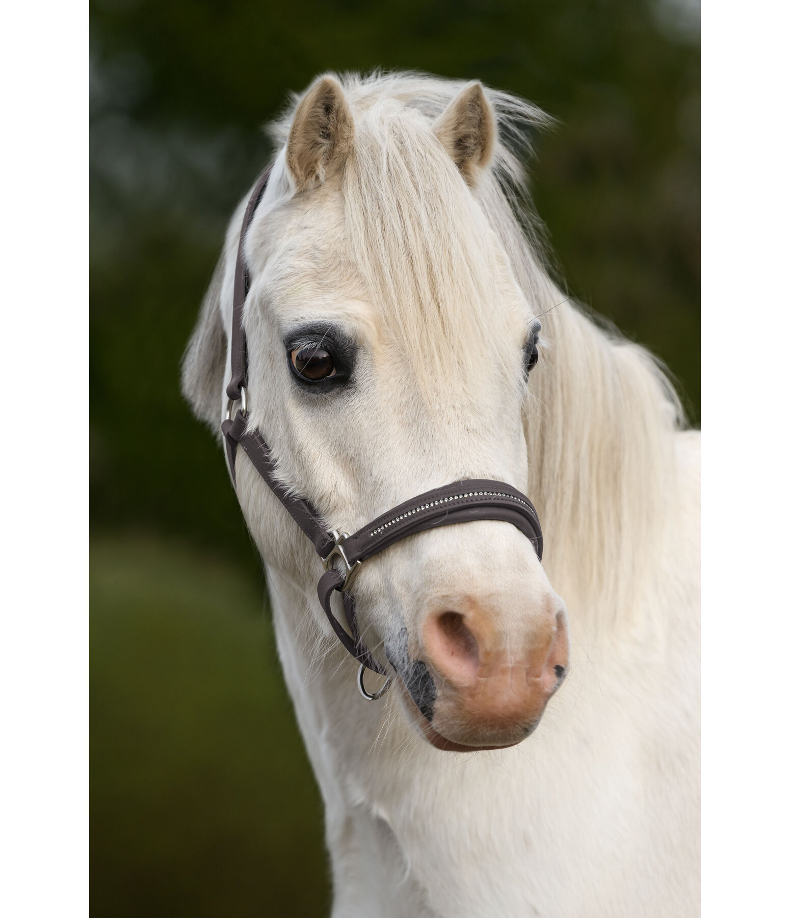 leren veulen- en shettyhalster Selina met glitterstenen