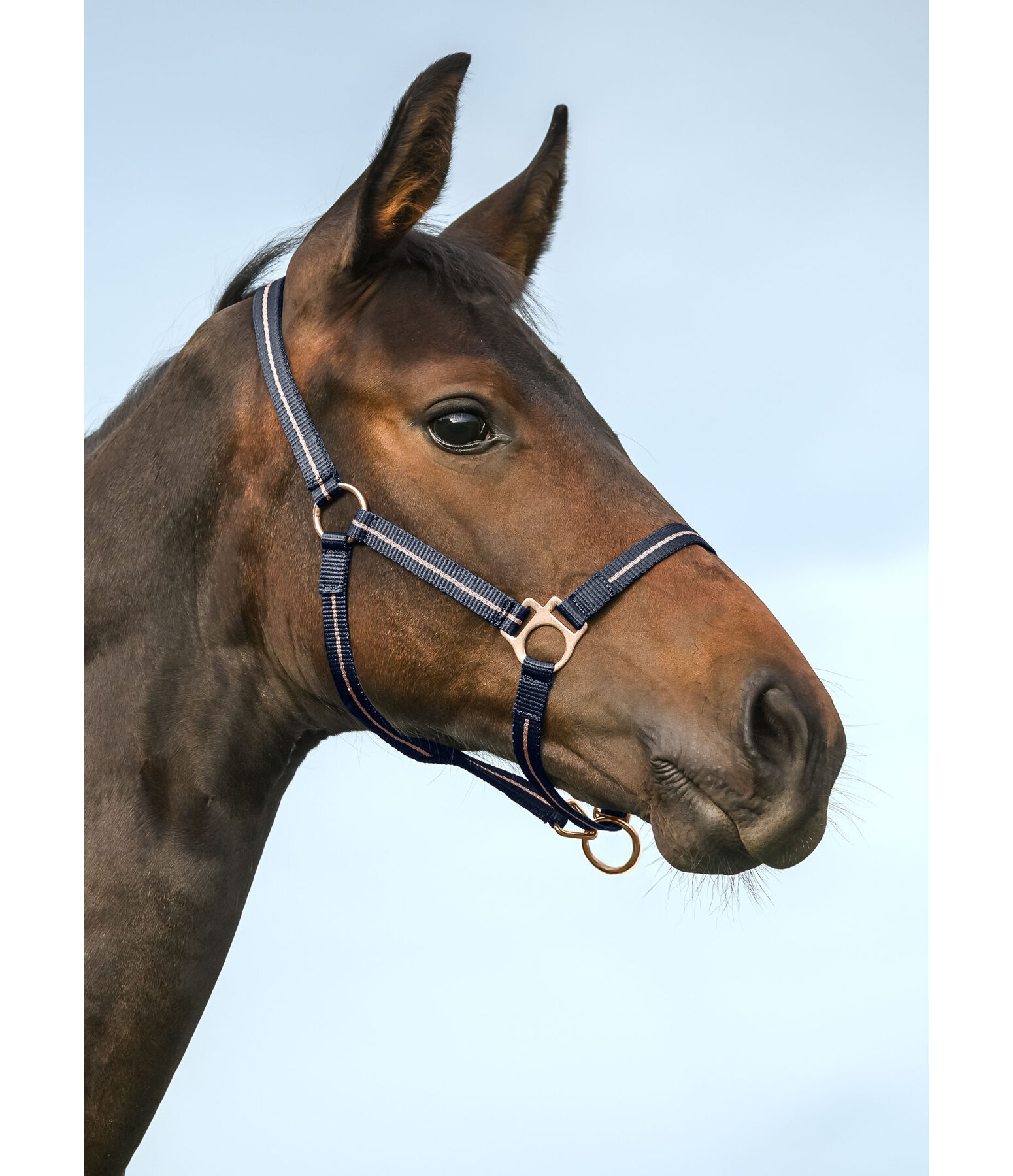 veulen en shetty halster Shimmering