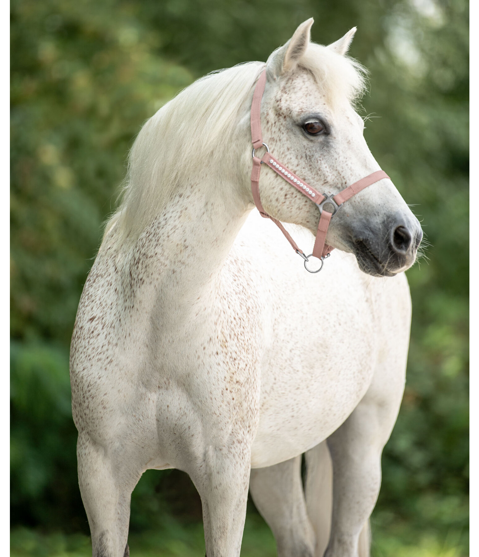 veulen en shetty halster Crystal Chain