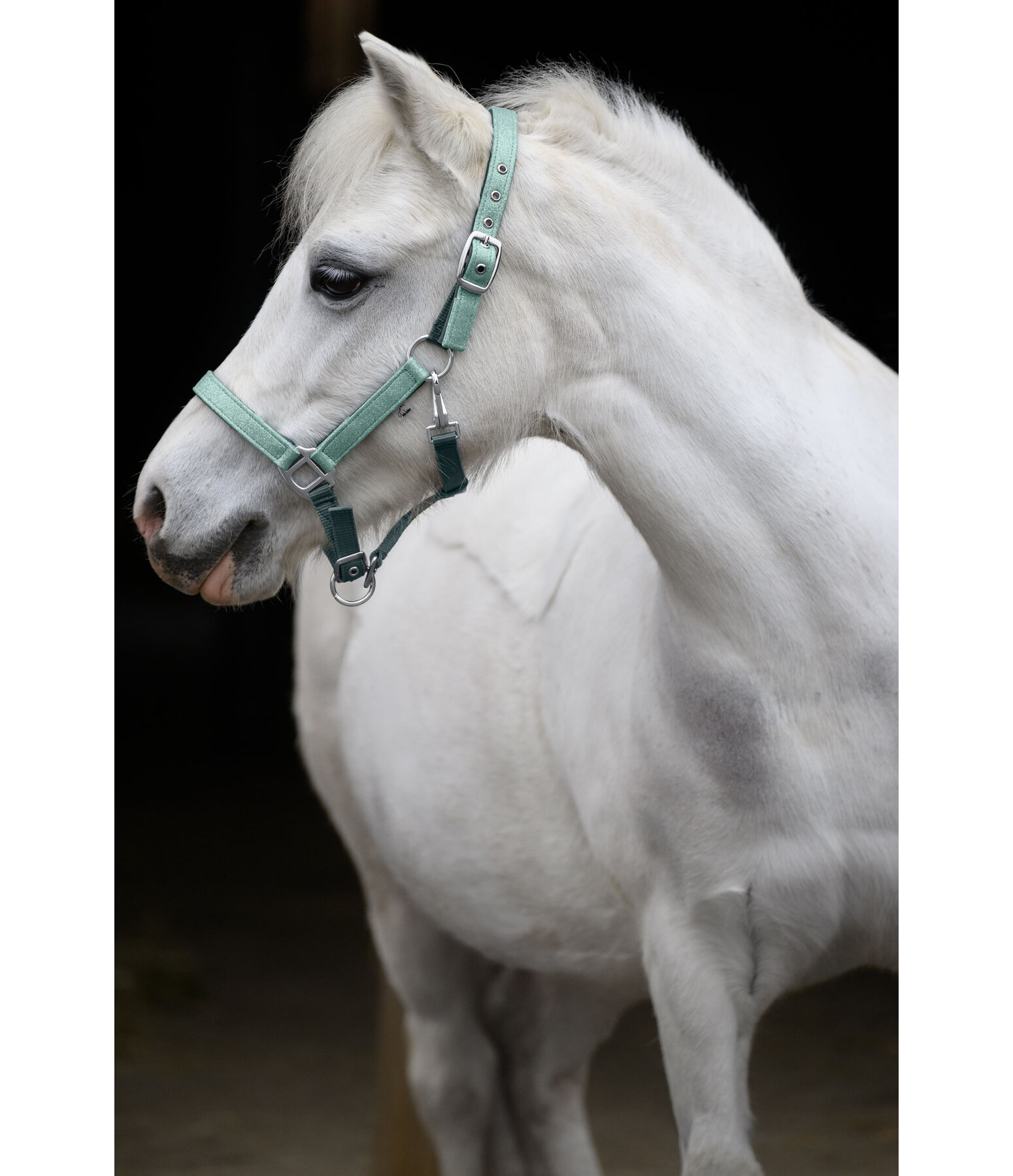 veulen en shetty halster Twinkle