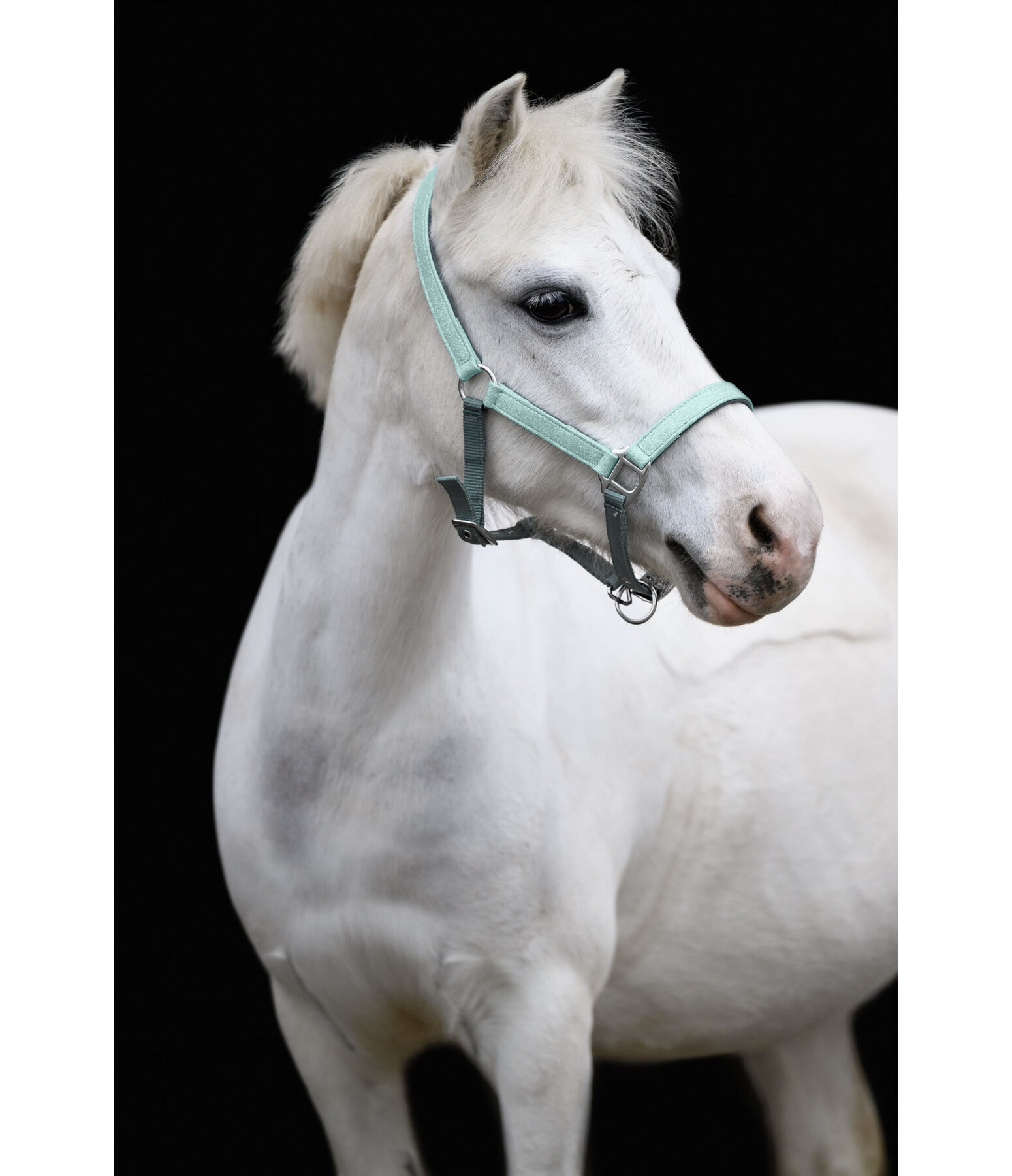 veulen en shetty halster Twinkle