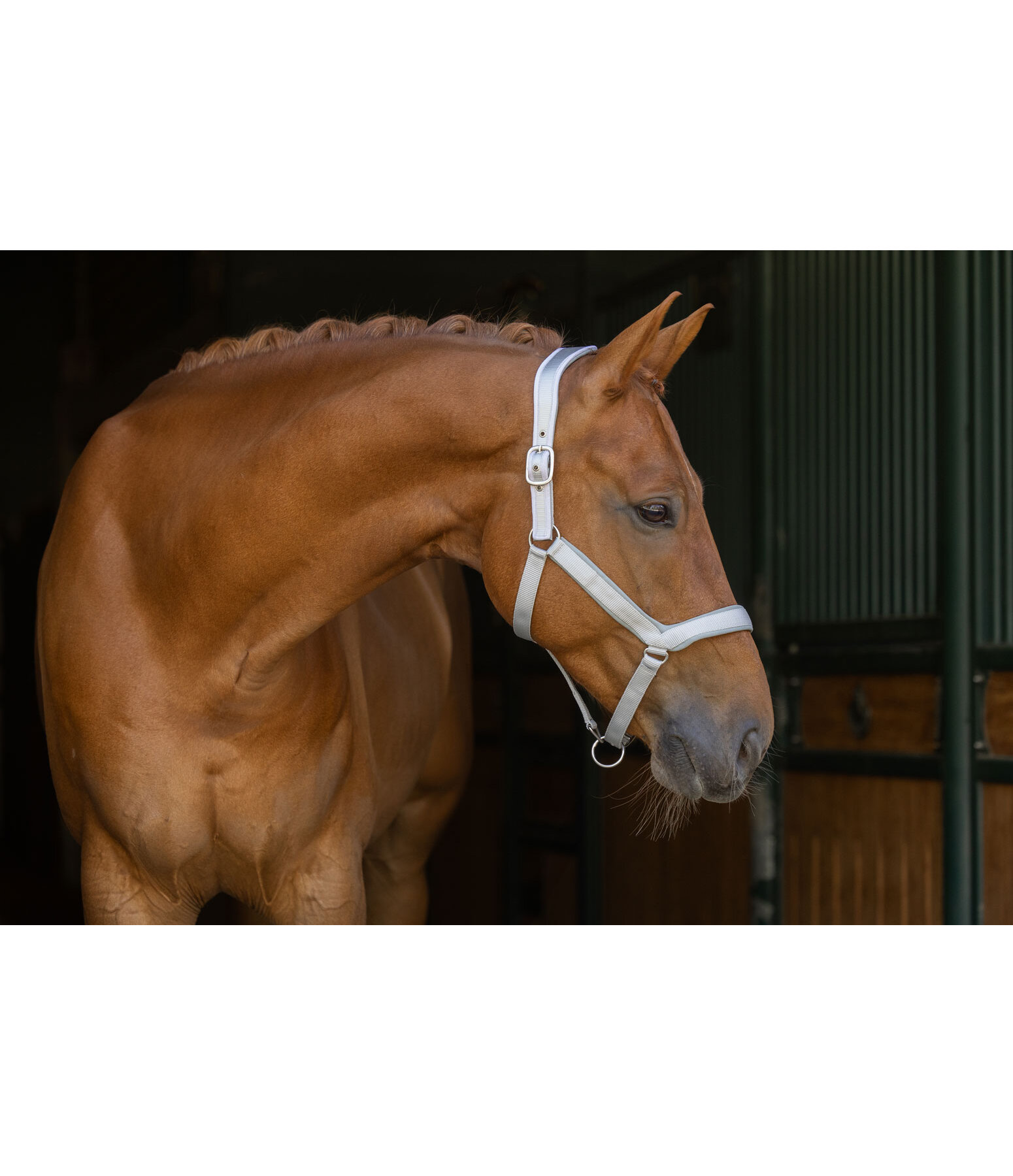 halster Anatomical Relaxation