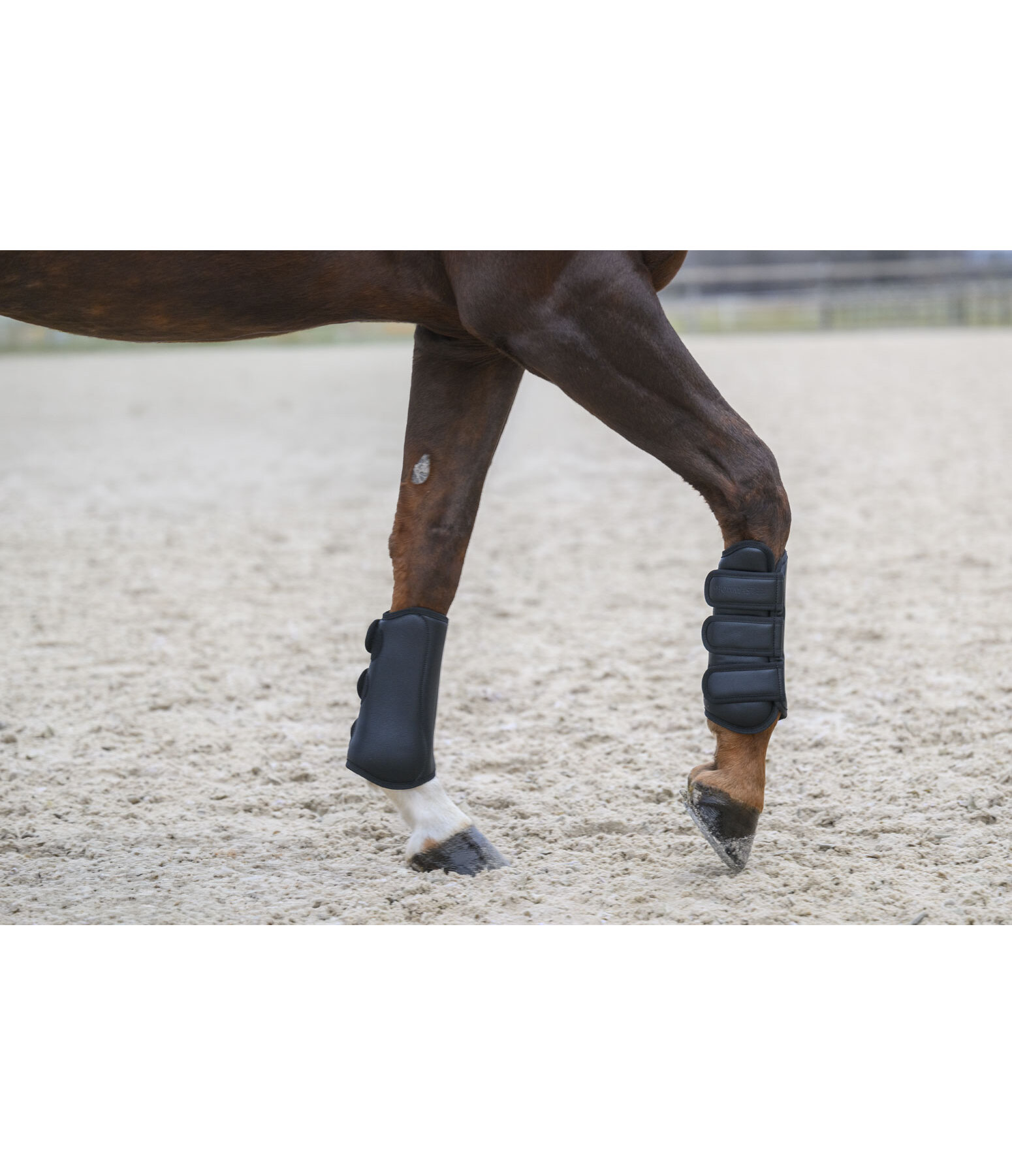 dressuur beenbeschermers All Day, voorbenen