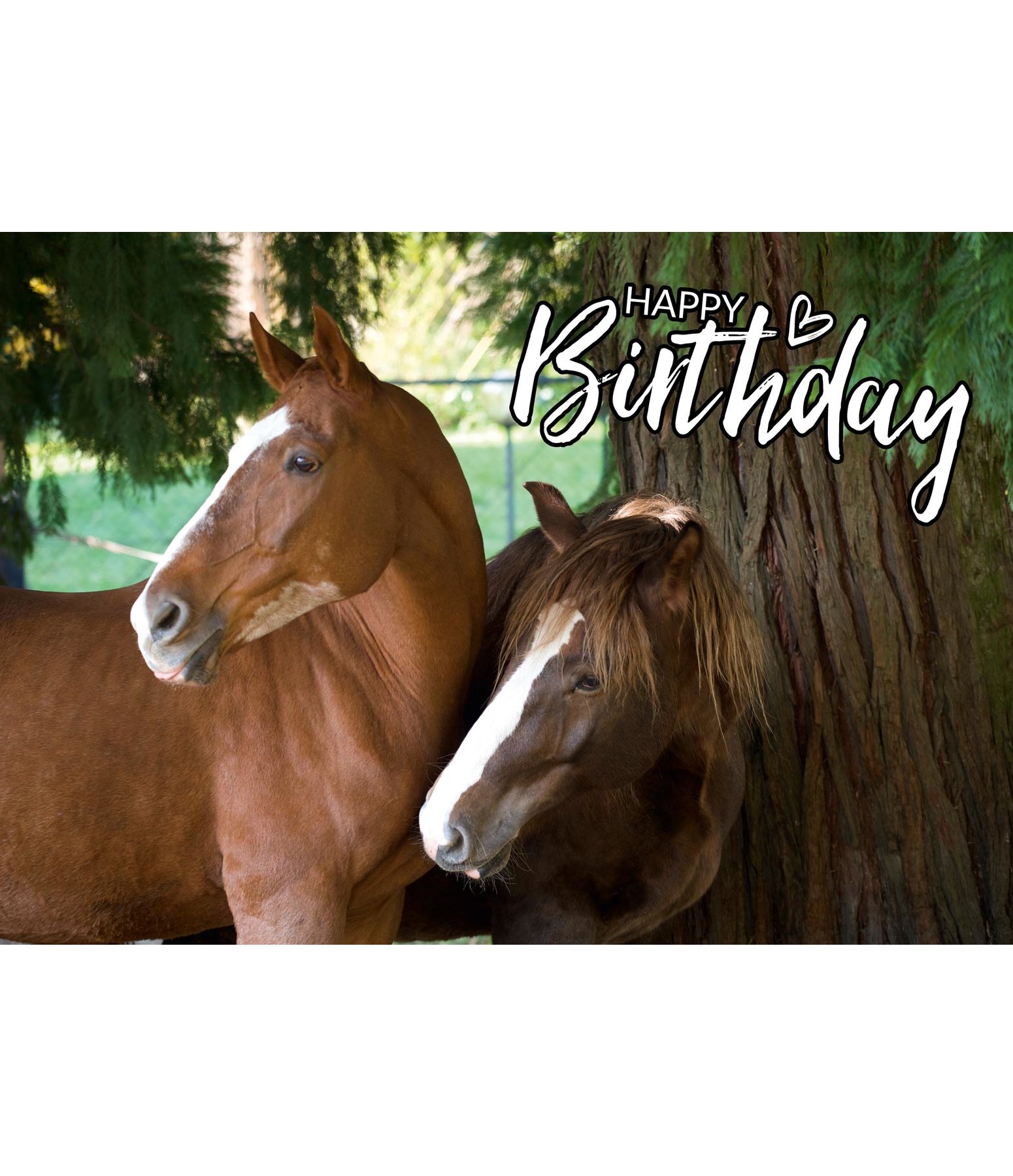 Wenskaart Happy Birthday III - Stickers & schrijfwaren - Kramer Paardensport