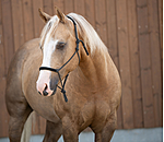knopenhalster Cuero
