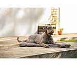 hondendeken Let Me Sleep