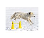 agility pylonen