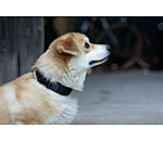 hondenhalsband Becks