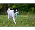 tanden reinigend hondenspeelgoed Cleo