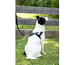 Noors hondentuig Miley