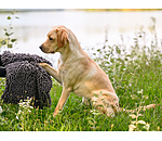 multifunctionele handdoek Soulmate voor honden