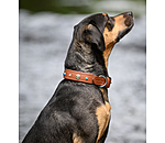 lederen honden halsband Chinook