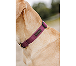 honden halsband Champ