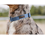 honden halsband Champ