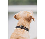 honden halsband Champ