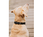 honden halsband Champ