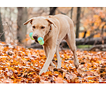 honden waterspeelgoed Marble Bone