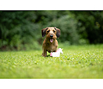 honden piepspeeltje Unicorn